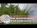 Как реанимировать можжевельник | Что делать, если сохнет хвоя