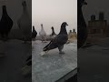 Kabutar Bazi video #birds #pigeonlover #trending #whatsappstatus #youtubeshorts