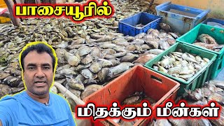 புயலுக்கு பின்னர் பிடிபட்ட மீன்கள் | பாசையூர் மீன்சந்தை | Jaffna Passaiyoor Fish Market | Thedal
