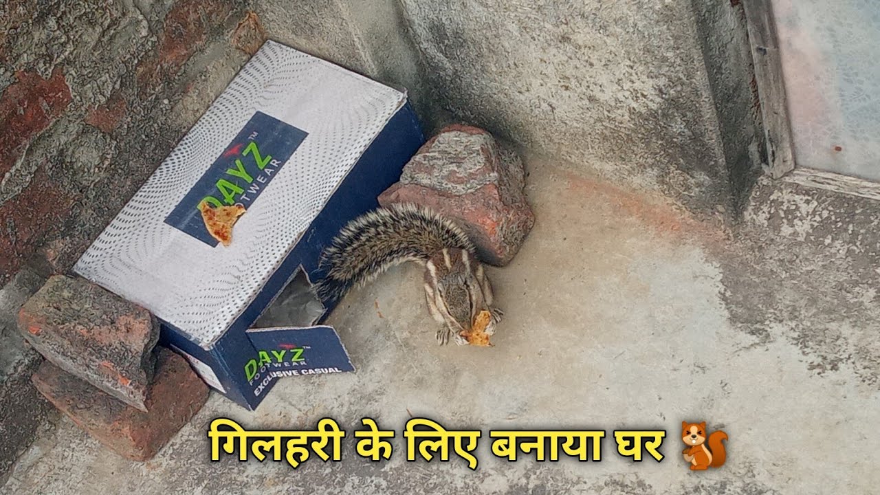 गिलहरी के लिए बनाया घर 🐿 | House for squirrel 🐿 🏠 | 2022 | Shivani Choudhary Offficial