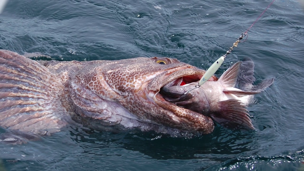 Fishing Valdez, Alaska. Valdez Saltwater Adventures 2018 - YouTube