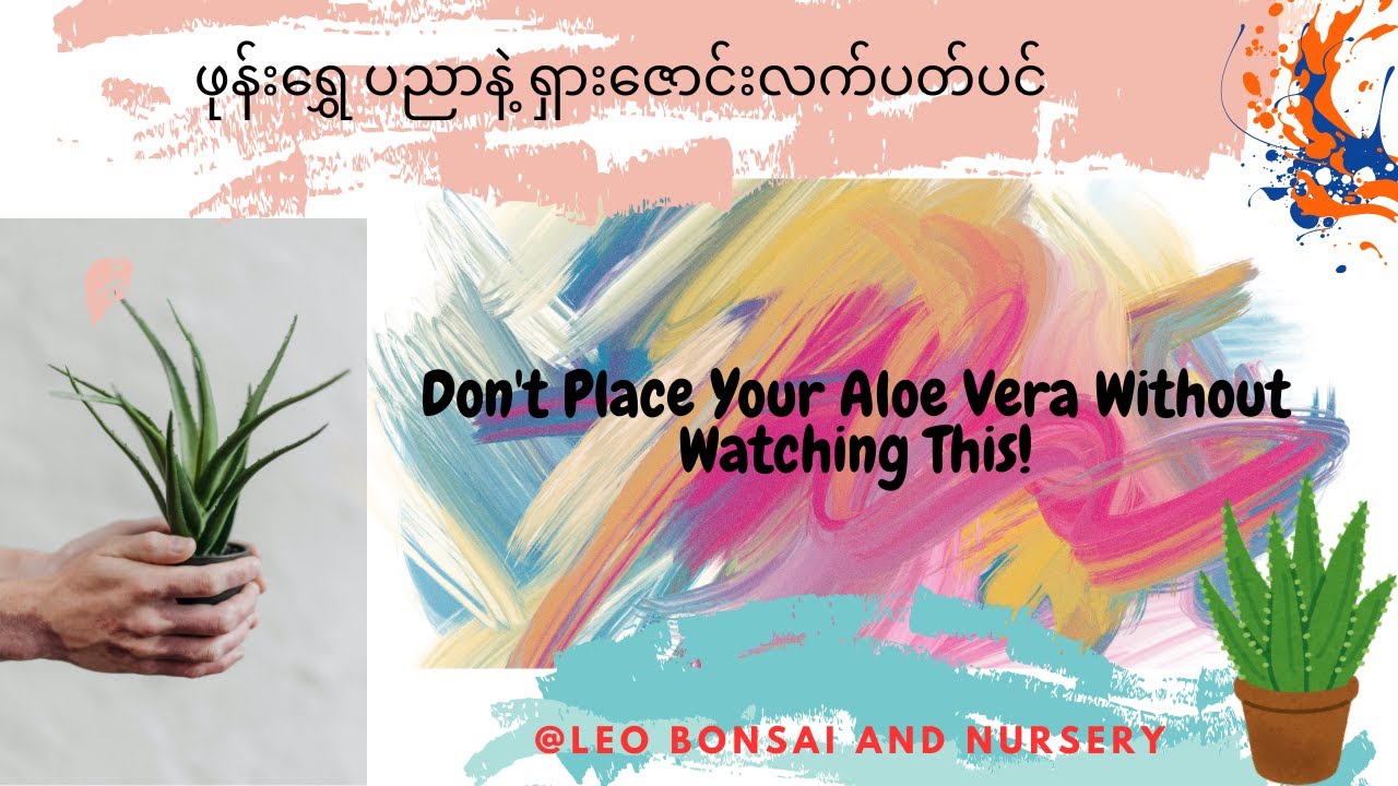 ဒီဗီဒီယိုကြည့်ပြီးမှ ရှားဇောင်းလက်ပတ်ပင်ကိုစိုက်ပါ။ (ဖုန်းရွှေပညာနဲ့ ရှားဇောင်းလက်ပတ်ပင်)