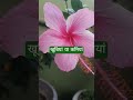 Hibiscus flower🪴🌺🪴|#trending #garden #viral #ytshorts #nature #flowers