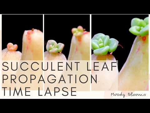 Succulent Leaf PROPAGATION Time Lapse | MOODY BLOOMS