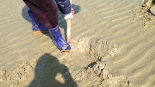 How To Get S Wormgaebul ? 개불잡이?