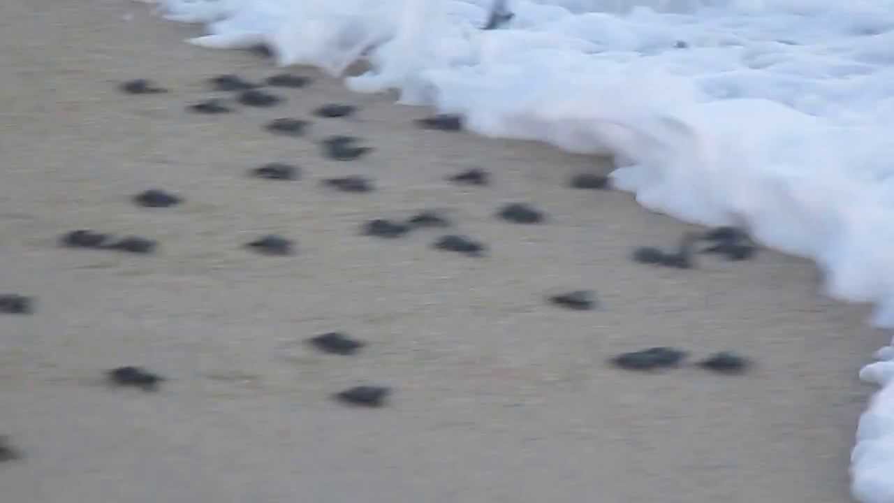 Sea Turtle Release in San Jose del Cabo YouTube