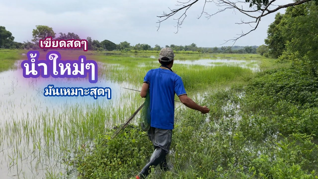 เหยื่อเขียดสด น้ำมาใหม่ๆ มันเหมาะสุดๆเเล้ว โอกาสเเบบนี้ไม่ได้มีบ่อย / บ้านนอก EP.931