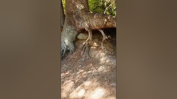 Watch A Tree Move By Itself! Walking Tree Caught Moving! TikTok rezel_liu #shorts