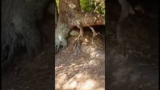 Watch A Tree Move By Itself! Walking Tree Caught Moving! TikTok rezel_liu #shorts