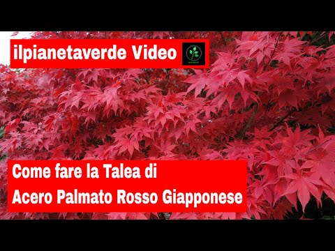 Video: Rose in foglia d'acero e altri mestieri