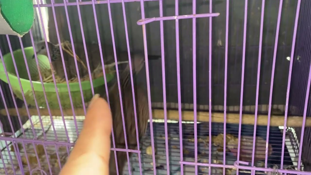 Ghép đẻ chim cu gáy, nguyên nhân chim bỏ ấp trứng và cách khắc phục.