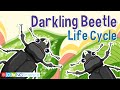 The 4 stages of the darkling beetle life cycle