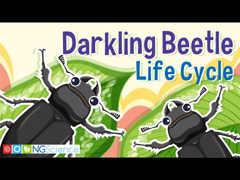 Video: Identifisering av Darkling Beetles: Lær om Darkling Beetle Control