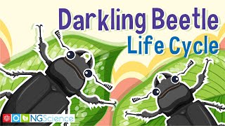 Darkling Beetle Life Cycle