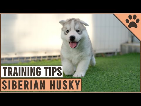 Video: Kaip treniruotis ir rūpintis naujais Sibiro Husky šuniukais