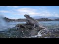 The Galapagos Islands and the Diving Lizard