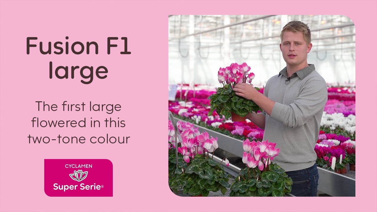 NEW | Cyclamen Super Serie Fusion F1