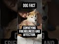  unleash the bark mindblowing dog facts  dogfacts