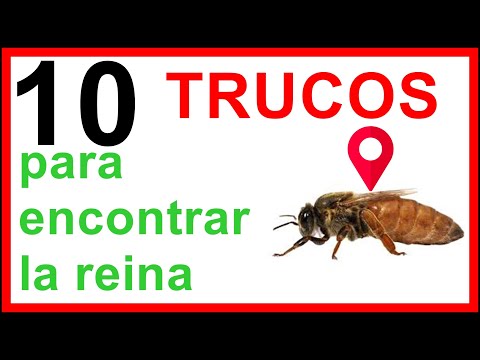 Video: Cómo crear una granja de hormigas: 11 pasos (con imágenes)