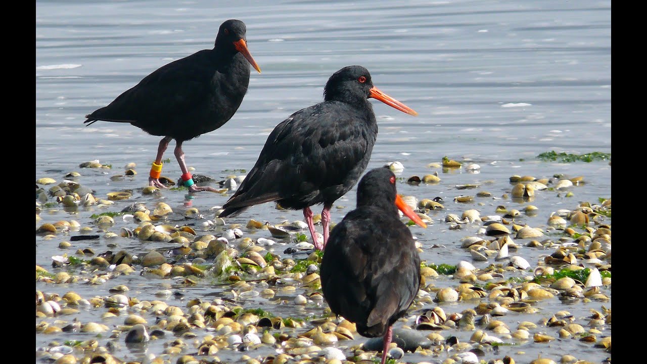 ミヤコドリ(Oystercatcher), 中には真っ黒なものも・・