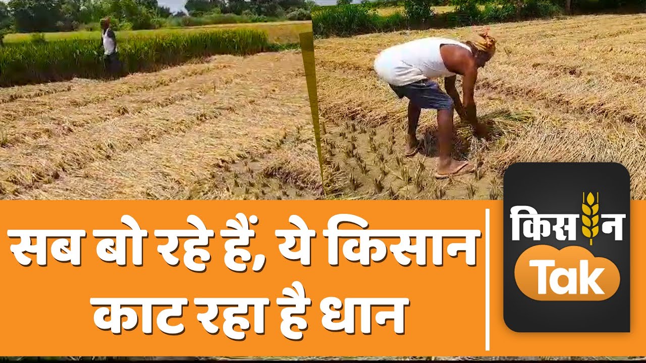 Paddy Farming paddy-farming