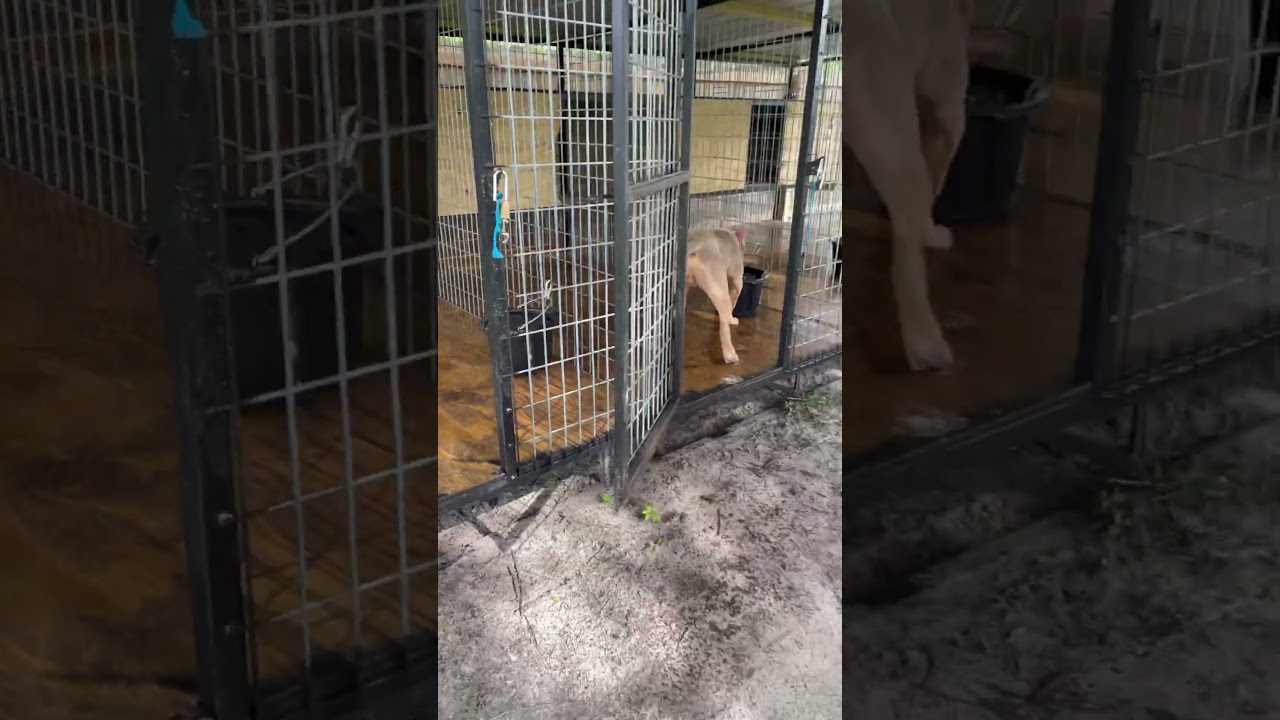 Clean kennels, clean water