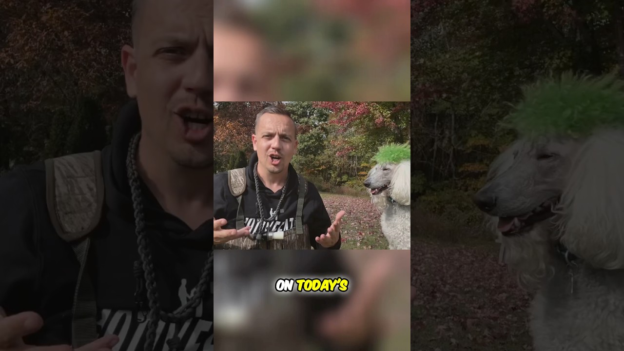 Duck Dog Training Tips You Must Try 