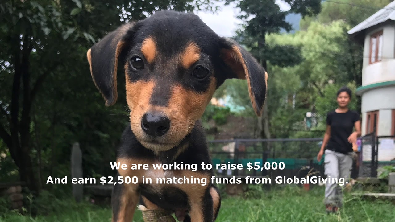 Help Dobby and Other Indian Street Dogs