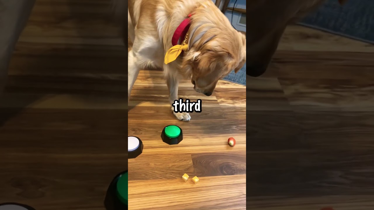 Funny Dog Gets Mad At Strawberry 😂