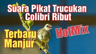 Suara pikat manjur Trucukan  Betina dan jantan mix  burung kecil ribut