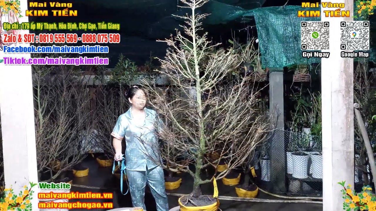 Phôi Mai Thủ Đức Giá Rẻ Bao Ship Bao Sống Toàn Quốc - Mai Vàng Kim Tiền Chợ Gạo