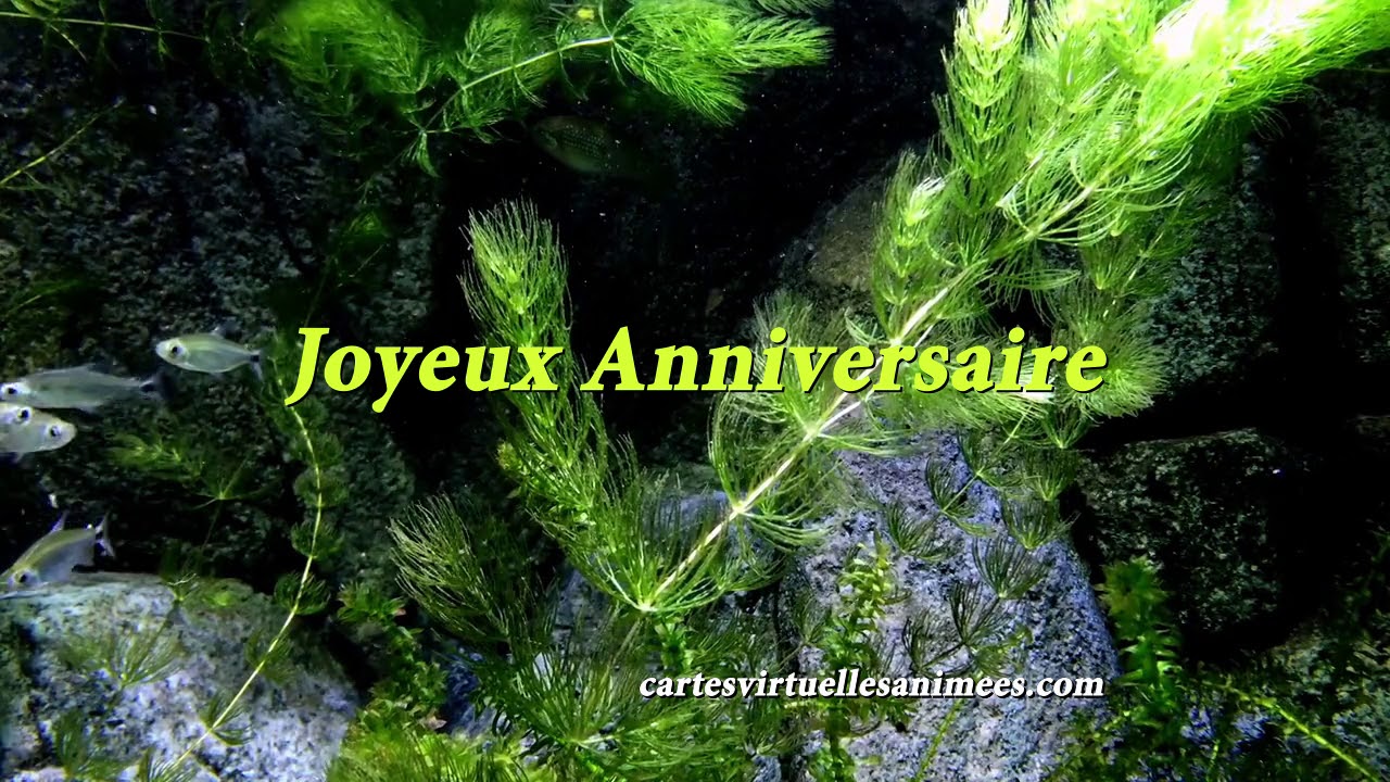 Joyeux Anniversaire Aquarium Youtube Joyeux Anniversaire Aquarium Youtube