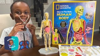 Squishy Human Body - Glow in the Dark - by National Geographic - Toy Review and Assembly!