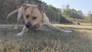 Meet Hachi A Terrier American Pit Bull Currently Available For Adoption 9232022 10050 Pm