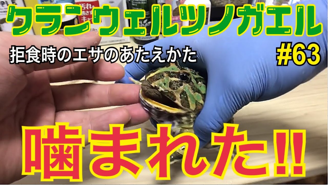 クランウェルツノガエル 飼育中 63 噛まれた 拒食時のエサのあたえ方 Youtube