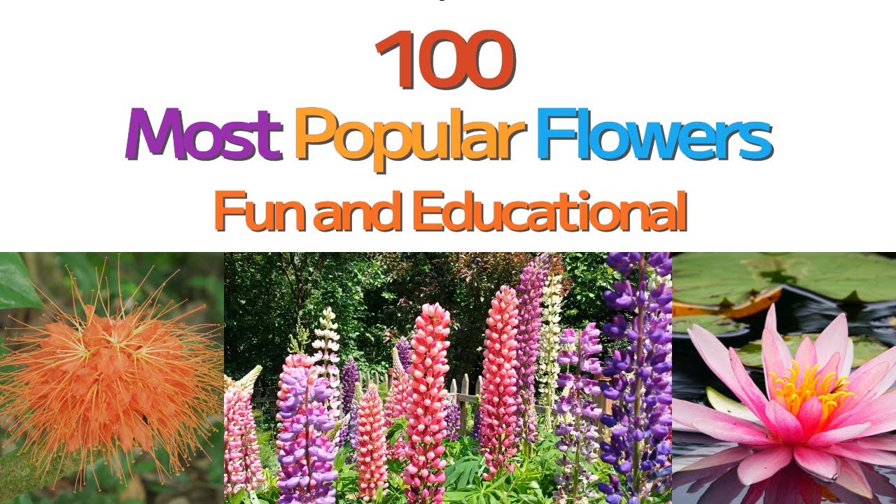 100 Most Popular and Beautiful Flowers and Blossoms; Fun and ...