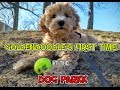 PUPPY'S first visit to the DOG PARK!! SO CUTE!!