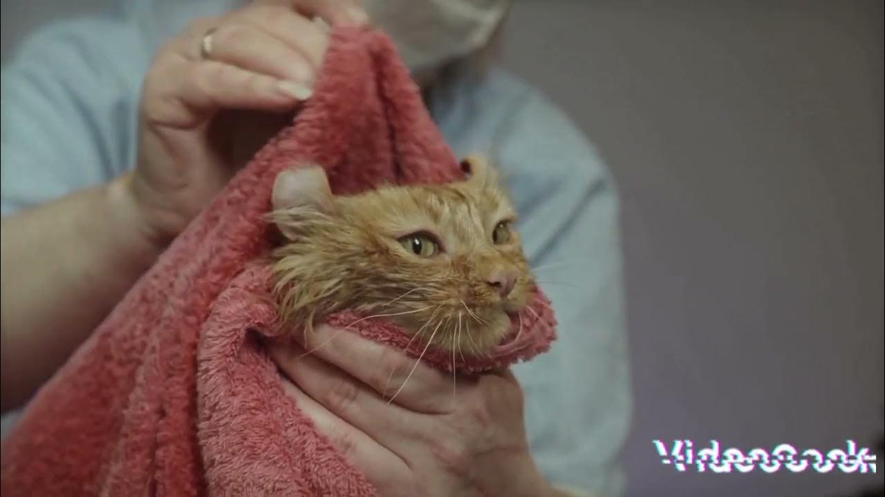 How do cats feel about baths? YouTube