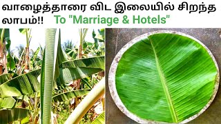 வாழையிலை விற்பனையில் தினந்தோறும் வருமானம் | Banana leaf to Marriages & Hotels