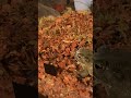 Crickets fed to toads