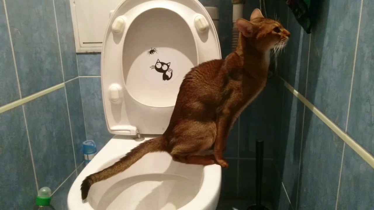 Cat pees in toilet. Smart cat using toilet. YouTube