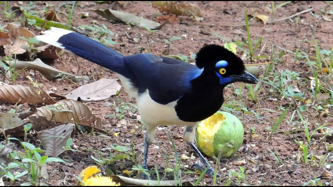 Gralha-picaça, Cyanocorax chrysops, Plush-crested Jay, 