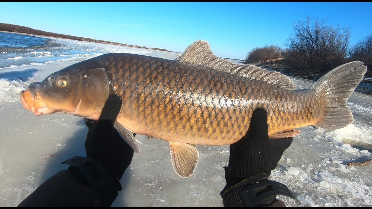 МЕШОК САЗАНА ЗА 20 МИНУТ. Рыбалка на хлопушку (хапуга) .