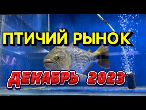 ПТИЧИЙ РЫНОК, САДОВОД. ОБЗОР ДЕКАБРЬ 2023. Рыбы, которых не снимал, и растения. Изменения на рынке.