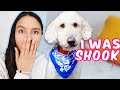 BEFORE YOU GET A GOLDENDOODLE 👉 Please watch! 🙏 Shocking things I’ve learned about goldendoodles