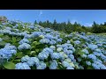 2021/07/02　天空のあじさい園　旧美川スキー場　〜愛媛県久万高原町〜