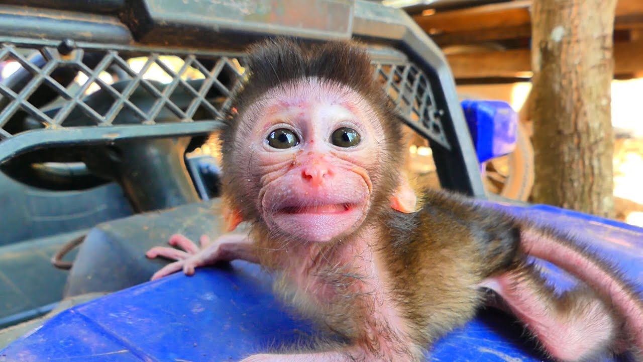 Monkey Baby crying