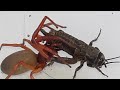 What would be like if Woodlouse Spider sees Queen Ant, Crickets, Pill Bugs, Boxelder Bugs