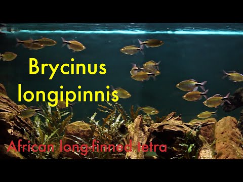 Brycinus longipinnis - African long-finned tetra