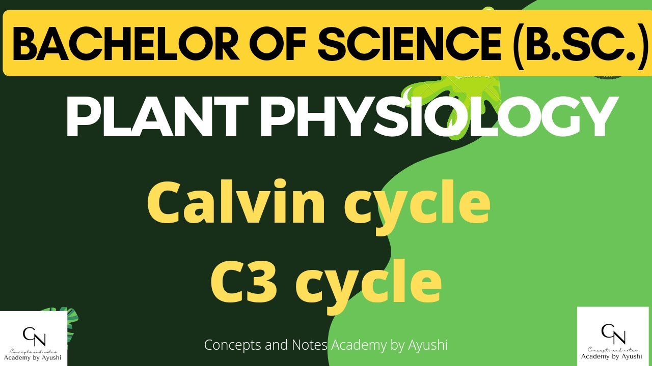 Calvin Cycle || C3 cycle || Concepts and Notes Academy by Ayushi || For B.Sc. students
